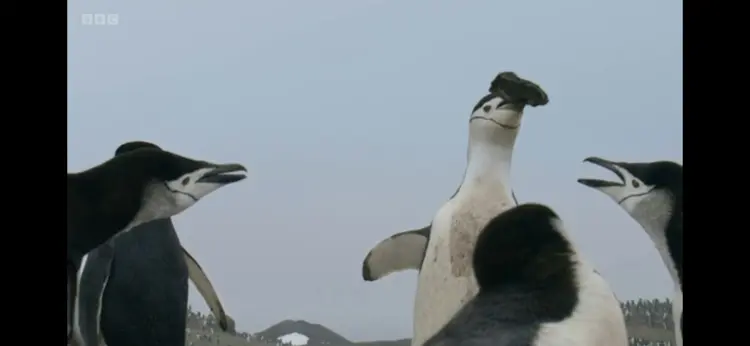 Chinstrap penguin (Pygoscelis antarcticus) as shown in Frozen Planet II - Frozen South